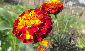 Fresh Marigold Flowers