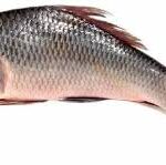 Fresh Rohu