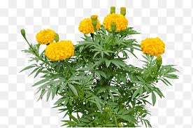 Marigold Sapling