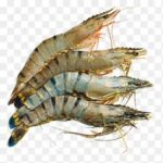 Prawns